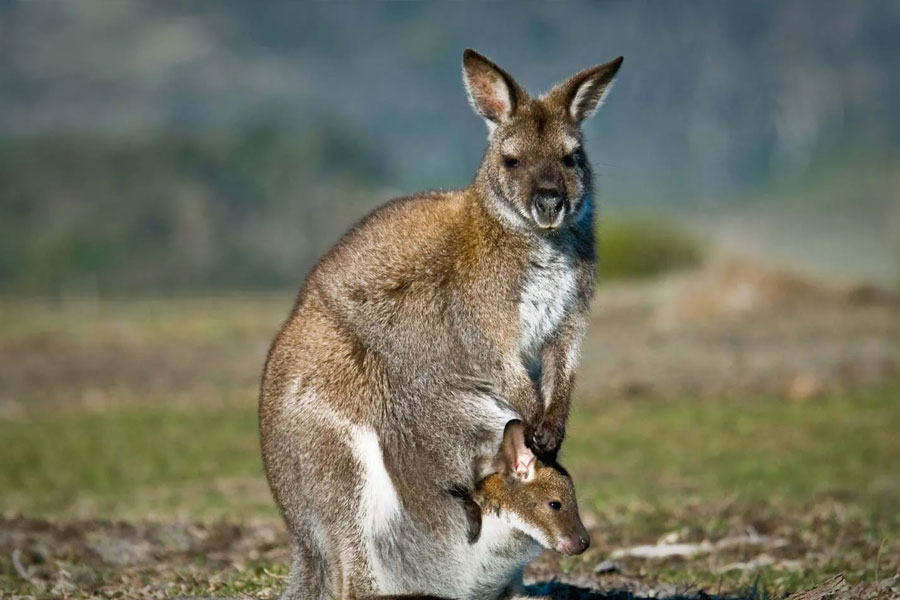 Australias-Wildlife