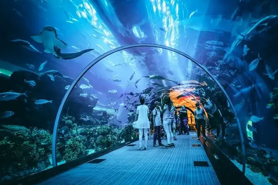 Dubai-Aquarium-and-Underwater-Zoo