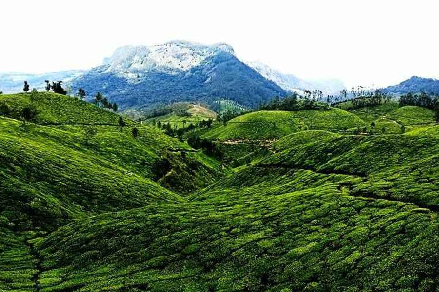 Munnar---The-Tea-Plantation-Paradise