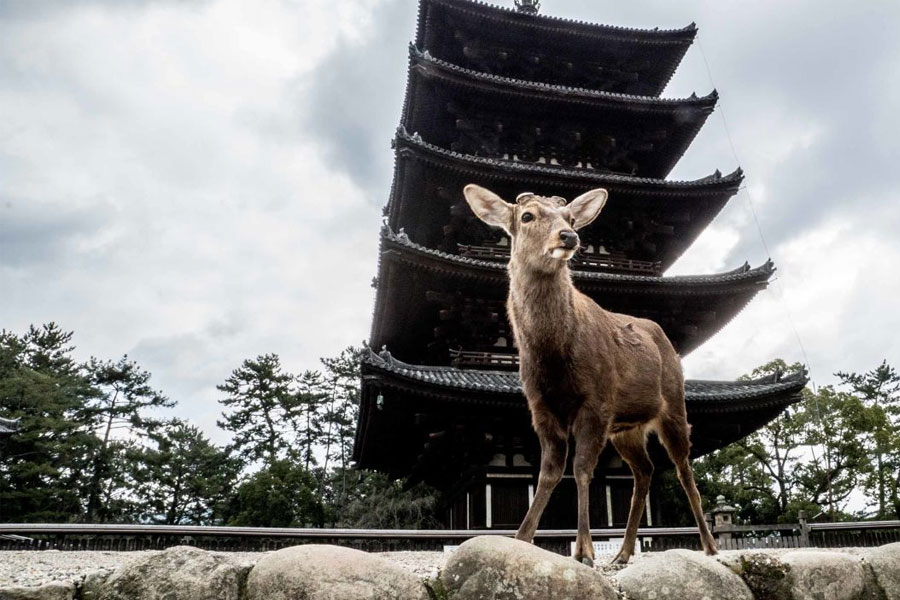 Nara---A-City-of-Deer-and-Temples