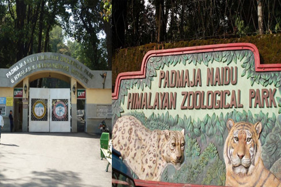 Padmaja-Naidu-Himalayan-Zoological-Park-2