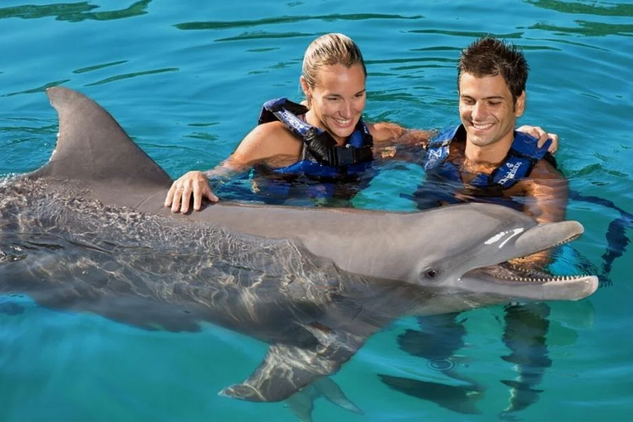 Swim-with-Dolphins