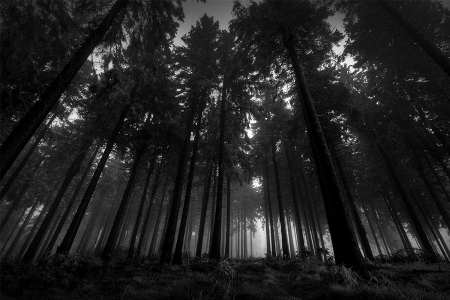 The-Black-Forest