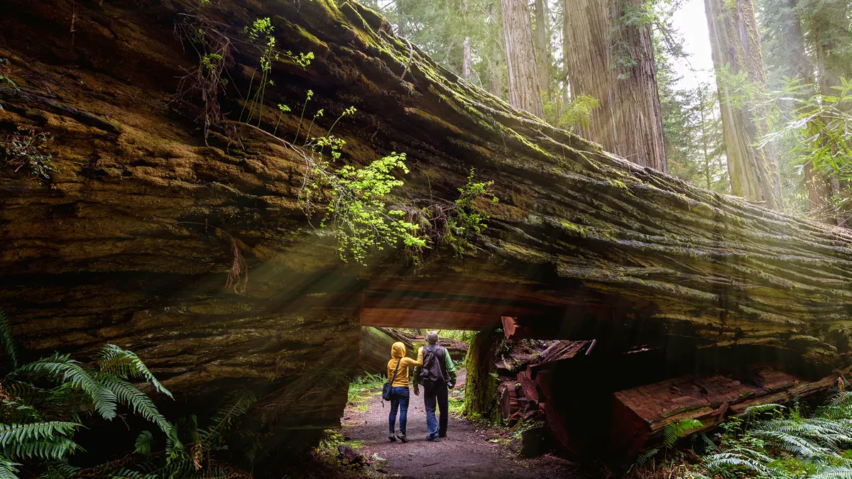 Redwood National and State Parks (Northern California)