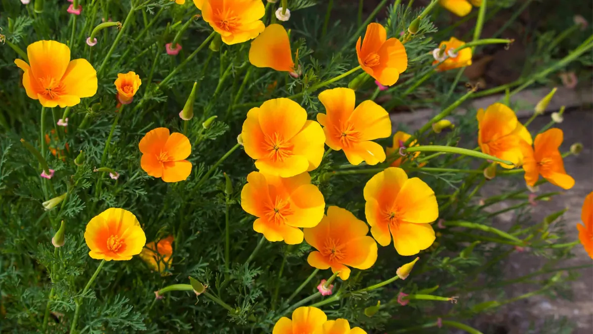 State Flower - The California Poppy